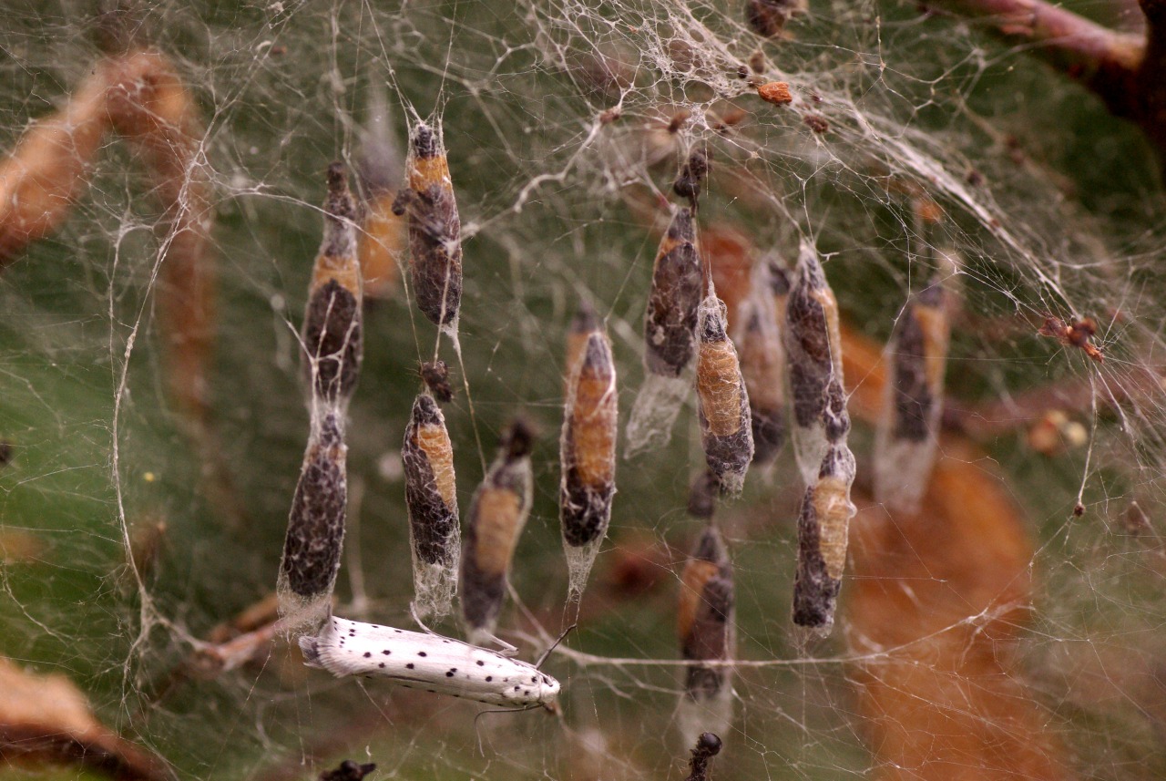 Yponomeuta padella (Linnaeus, 1758) - Hyponomeute du Cerisier (cocons)