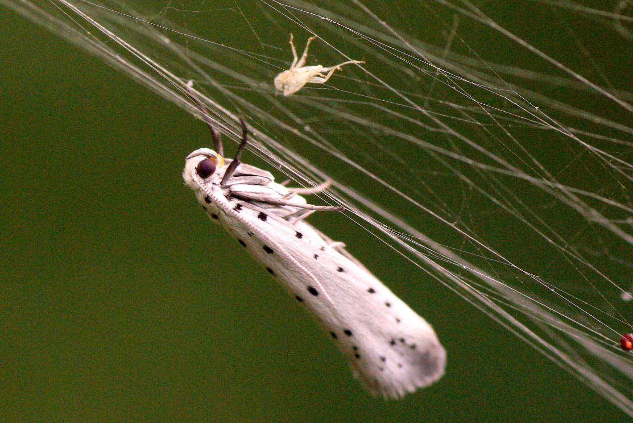 Yponomeuta padella (Linnaeus, 1758) - Hyponomeute du Cerisier