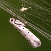 Yponomeuta padella (Linnaeus, 1758) - Hyponomeute du Cerisier