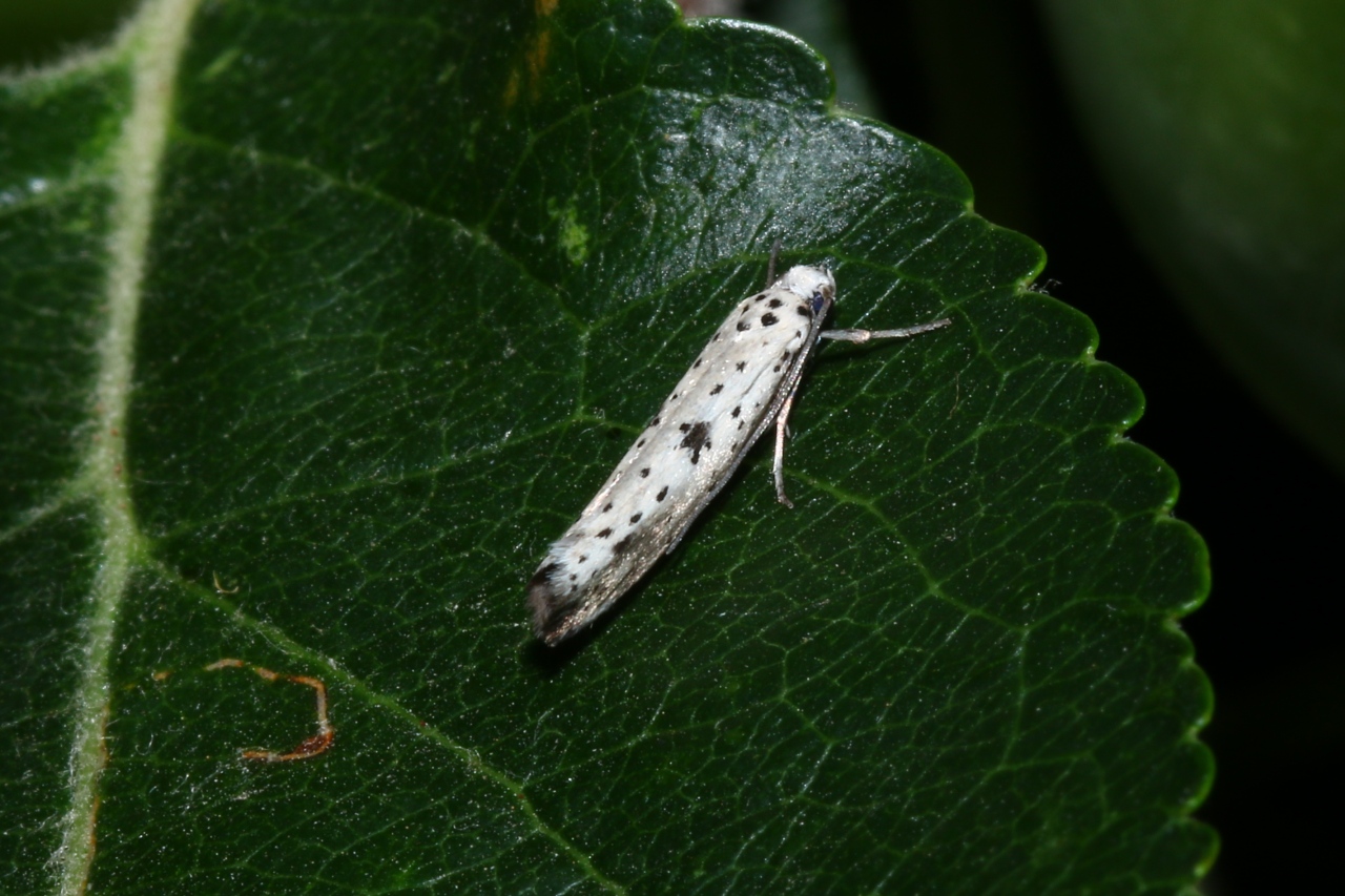 Yponomeuta plumbella (Denis & Schiffermüller, 1775) - Petit Hyponomeute du Fusain