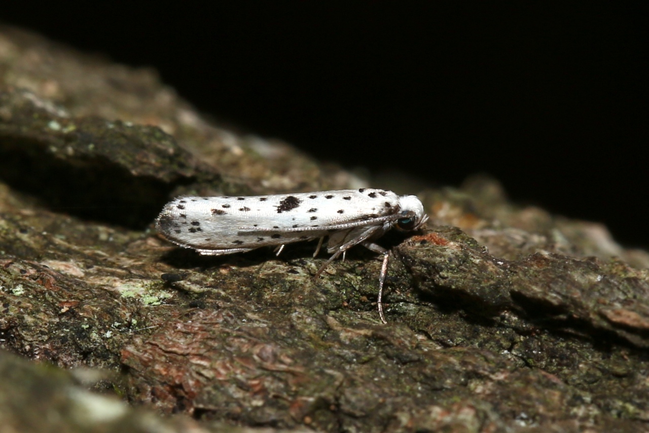 Yponomeuta plumbella (Denis & Schiffermüller, 1775) - Petit Hyponomeute du Fusain