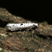 Yponomeuta plumbella (Denis & Schiffermüller, 1775) - Petit Hyponomeute du Fusain