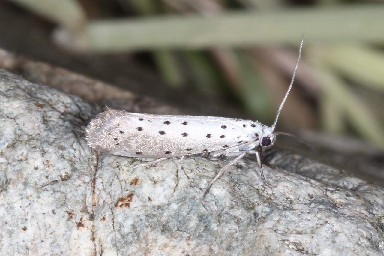 Yponomeuta rorrella (Hübner, 1796) - Hyponomeute hermine