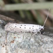 Yponomeuta rorrella (Hübner, 1796) - Hyponomeute hermine