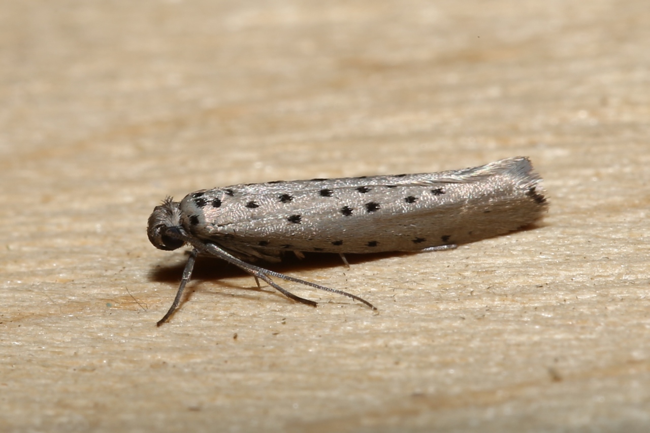 Yponomeuta sedella Treitschke, 1832 - Hyponomeute de l'Orpin