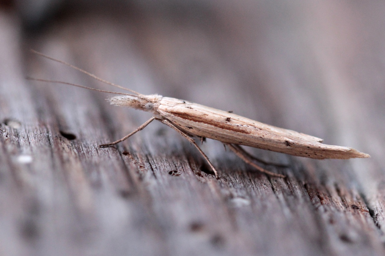 Ypsolopha mucronella (Scopoli, 1763) 