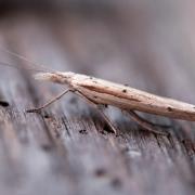 Ypsolopha mucronella (Scopoli, 1763) 