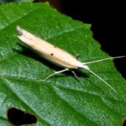 Ypsolopha nemorella (Linnaeus, 1758) - Hypsolophe hameçon