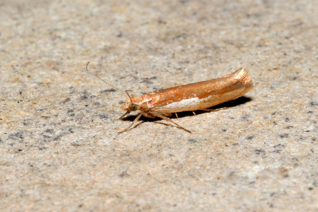 Ypsolopha parenthesella (Linnaeus, 1760) - Hypsolophe remarquable