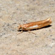 Ypsolopha parenthesella (Linnaeus, 1760) - Hypsolophe remarquable