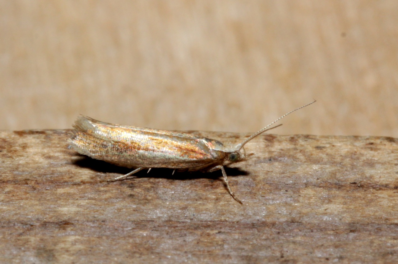 Ypsolopha parenthesella (Linnaeus, 1760) - Hypsolophe remarquable