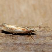 Ypsolopha parenthesella (Linnaeus, 1760) - Hypsolophe remarquable