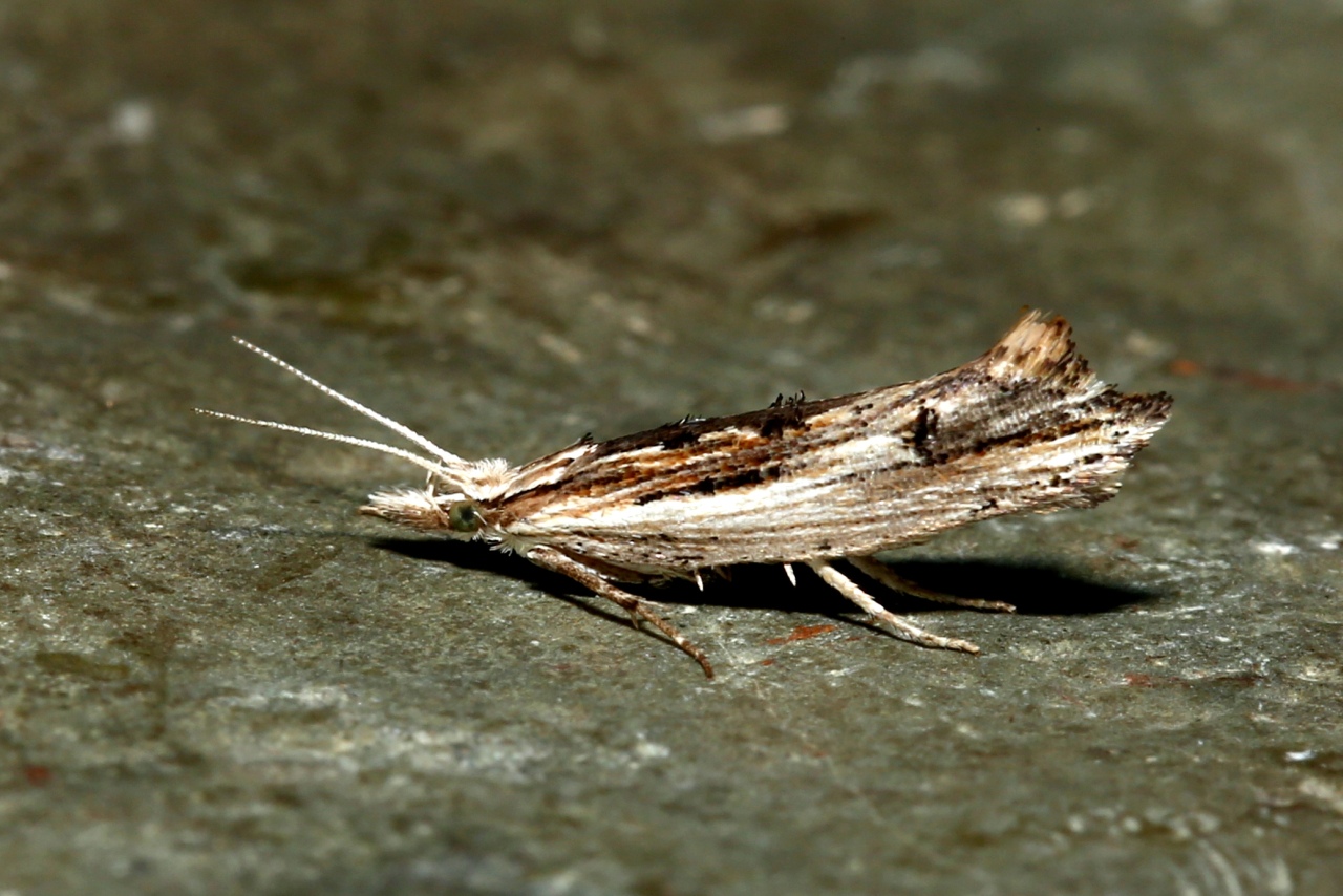 Ypsolopha scabrella (Linnaeus, 1760) - Hypsolophe ligneuse 