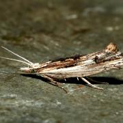 Ypsolopha scabrella (Linnaeus, 1760) - Hypsolophe ligneuse 