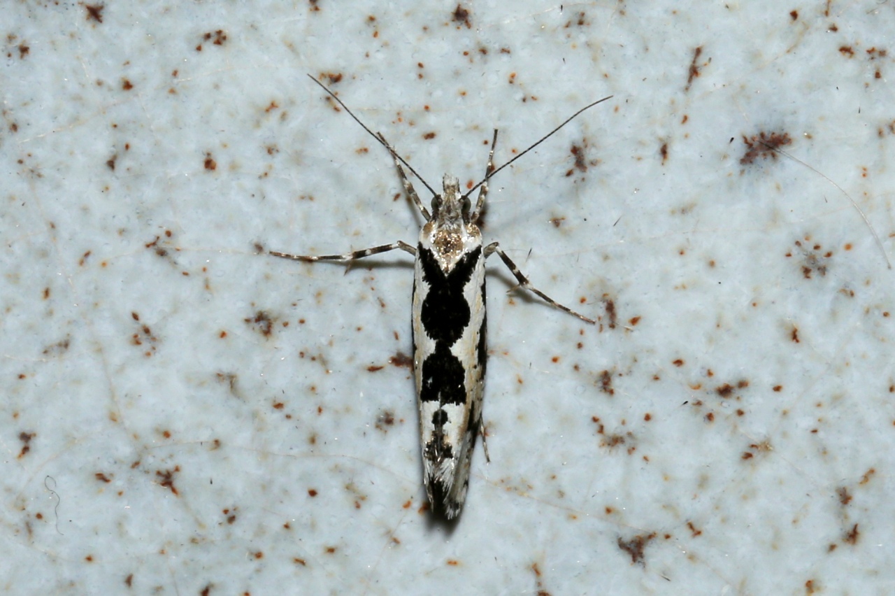 Ypsolopha sequella (Clerck, 1759) - Hypsolophe sinuée