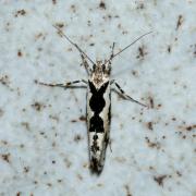 Ypsolopha sequella (Clerck, 1759) - Hypsolophe sinuée