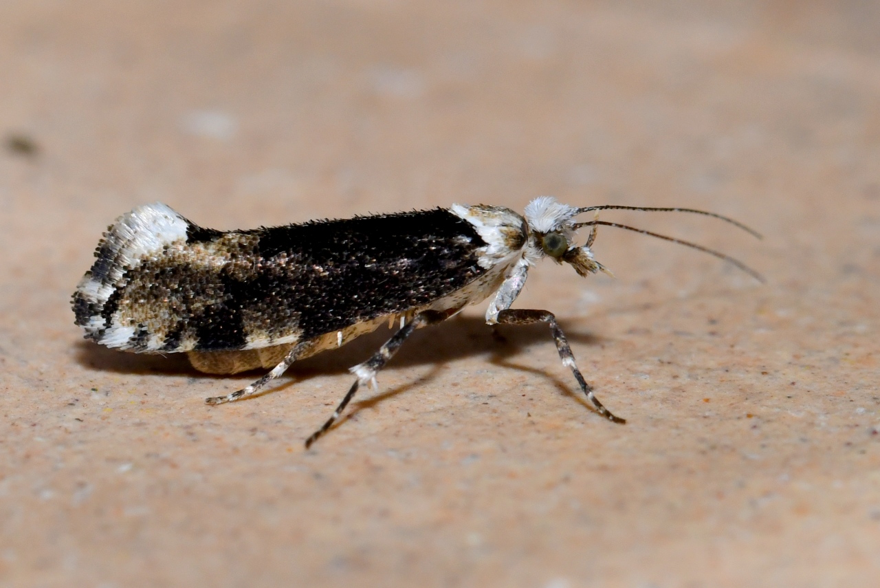 Ypsolopha sequella (Clerck, 1759) - Hypsolophe sinuée (f. sombre)