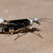 Ypsolopha sequella (Clerck, 1759) - Hypsolophe sinuée (f. sombre)