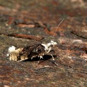 Ypsolopha sequella (Clerck, 1759) - Hypsolophe sinuée