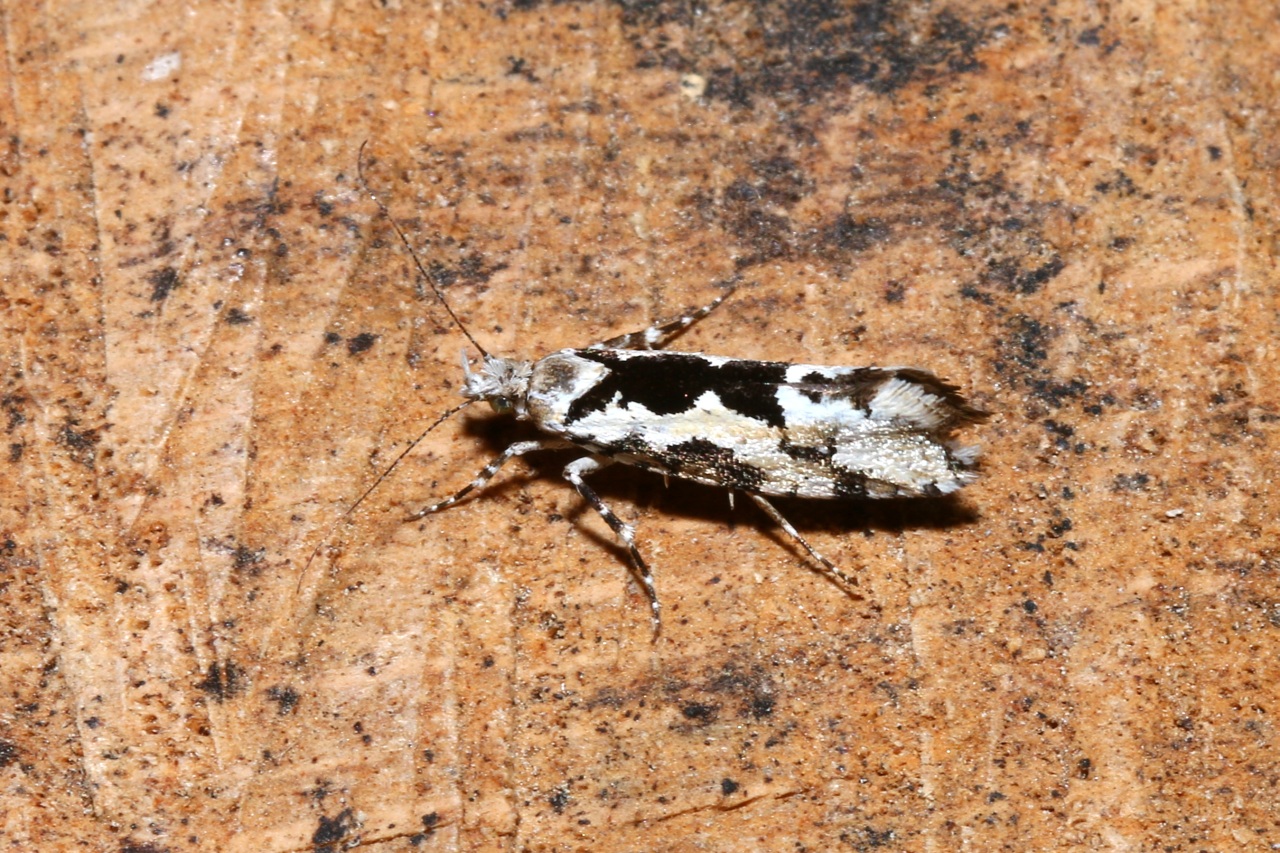 Ypsolopha sequella (Clerck, 1759) - Hypsolophe sinuée