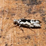 Ypsolopha sequella (Clerck, 1759) - Hypsolophe sinuée