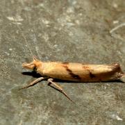 Ypsolopha sylvella (Linnaeus, 1767) - Hypsolophe des Forêts