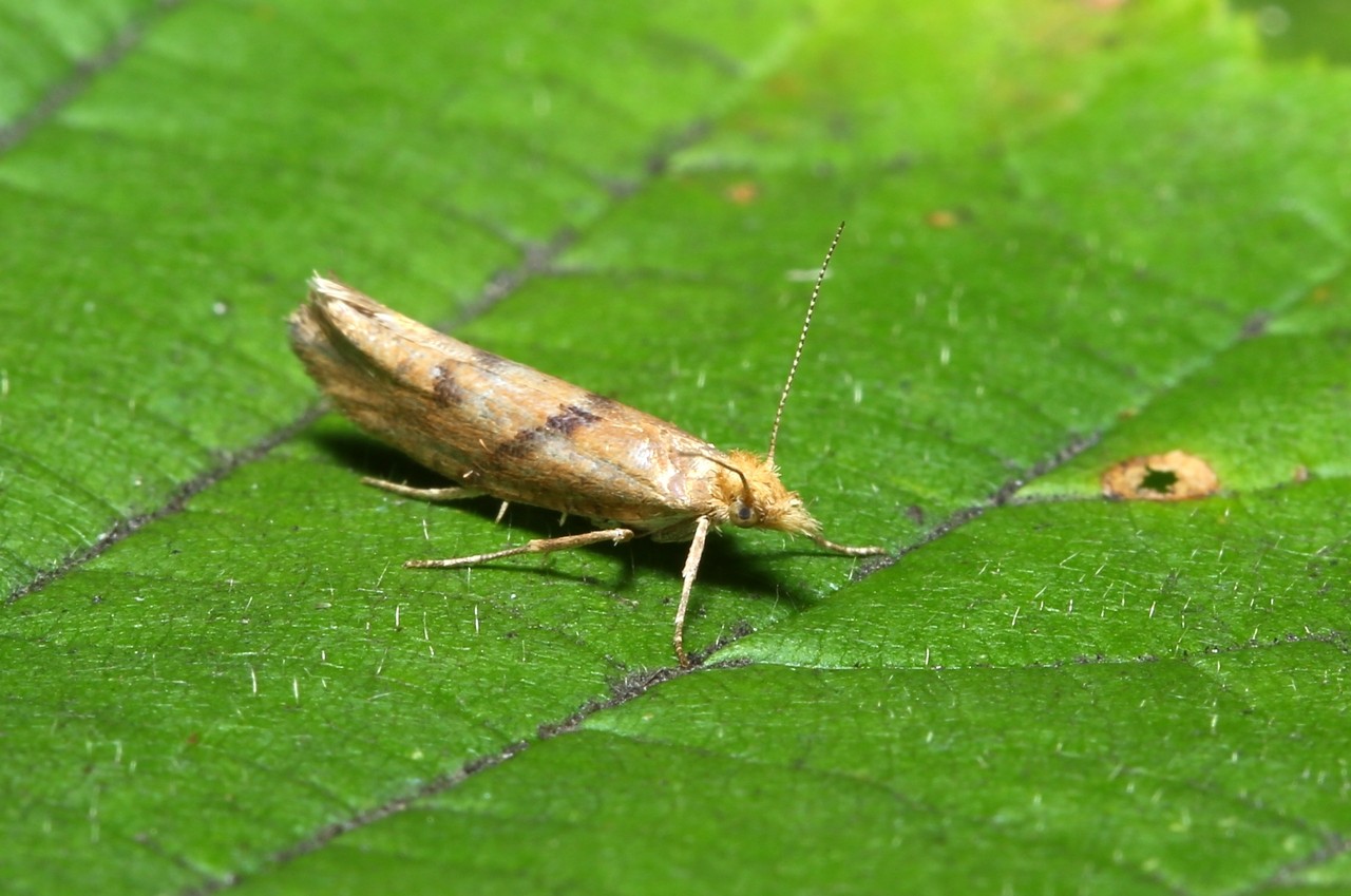 Ypsolopha sylvella (Linnaeus, 1767) - Hypsolophe des Forêts