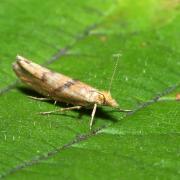 Ypsolopha sylvella (Linnaeus, 1767) - Hypsolophe des Forêts