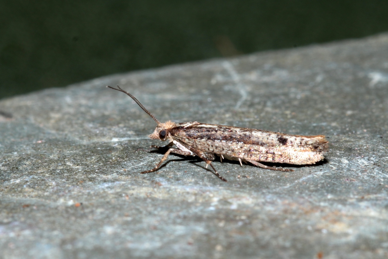 Ypsolopha ustella (Clerck, 1759)