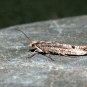 Ypsolopha ustella (Clerck, 1759)