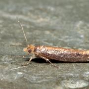 Ypsolopha ustella (Clerck, 1759)