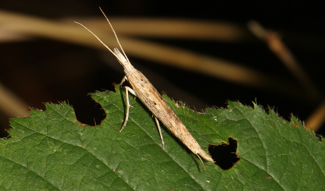 Ypsolopha mucronella (Scopoli, 1763)