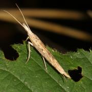 Ypsolopha mucronella (Scopoli, 1763)