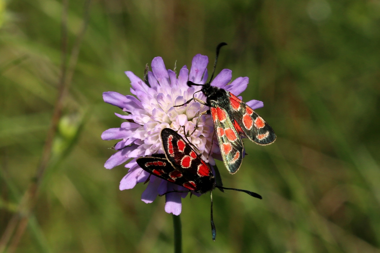 Zygaena carniolica (Scopoli, 1763) - Zygène du Sainfoin, Zygène de la Carniole