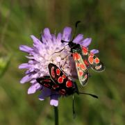 Zygaena carniolica (Scopoli, 1763) - Zygène du Sainfoin, Zygène de la Carniole