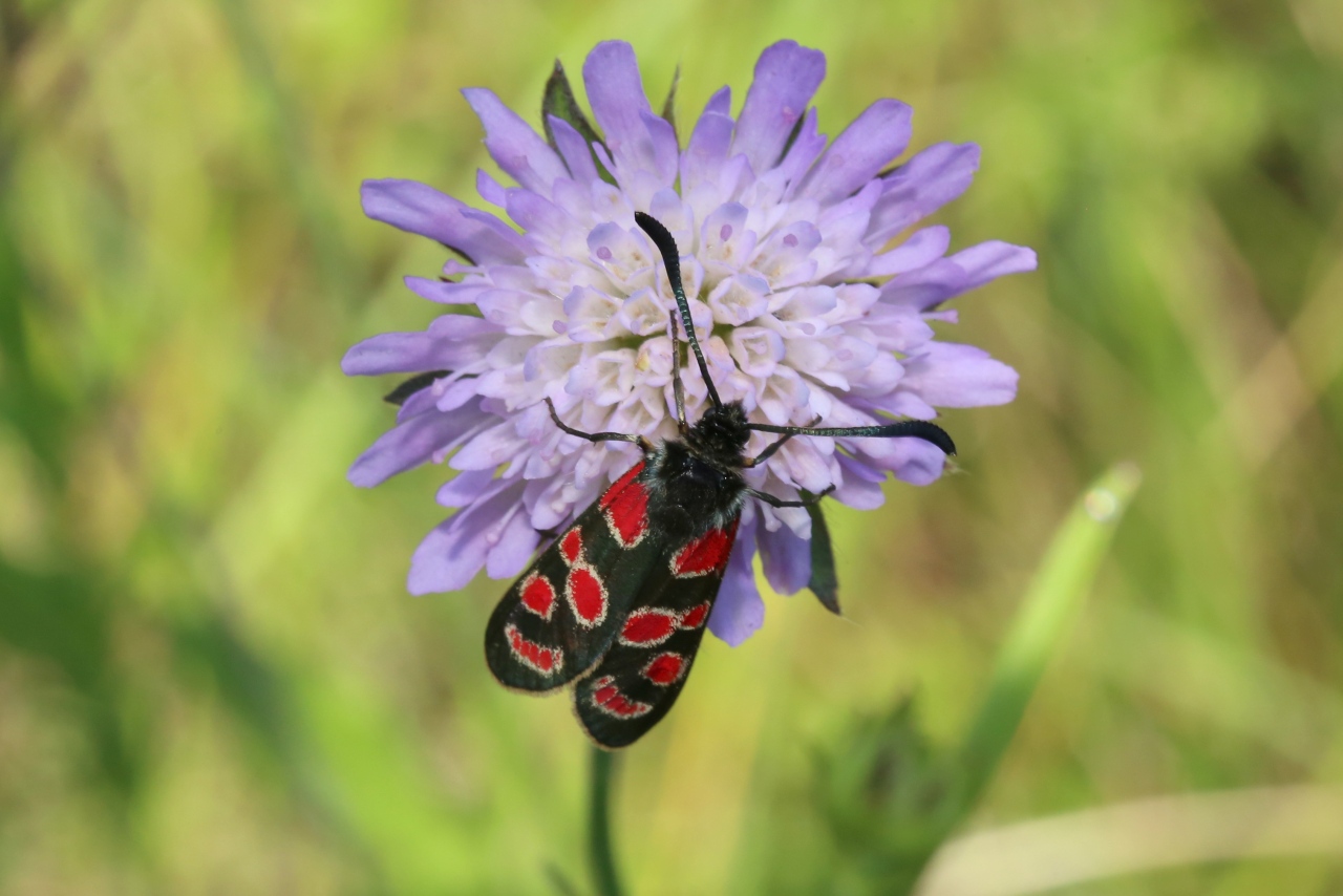 Zygaena carniolica (Scopoli, 1763) - Zygène du Sainfoin, Zygène de la Carniole