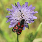 Zygaena carniolica (Scopoli, 1763) - Zygène du Sainfoin, Zygène de la Carniole