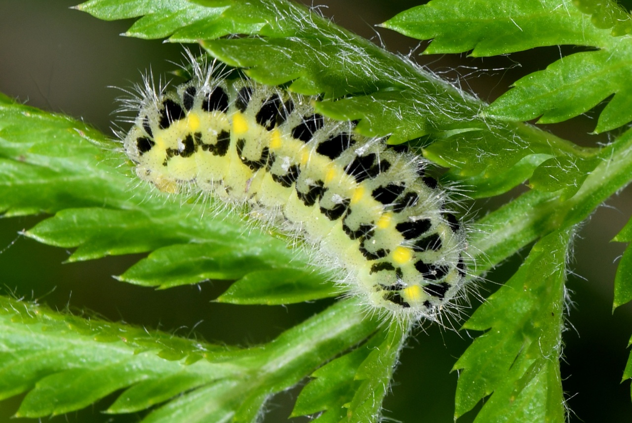 Zygaena carniolica (Scopoli, 1763) - Zygène du Sainfoin, Zygène de la Carniole (chenille)