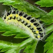 Zygaena carniolica (Scopoli, 1763) - Zygène du Sainfoin, Zygène de la Carniole (chenille)