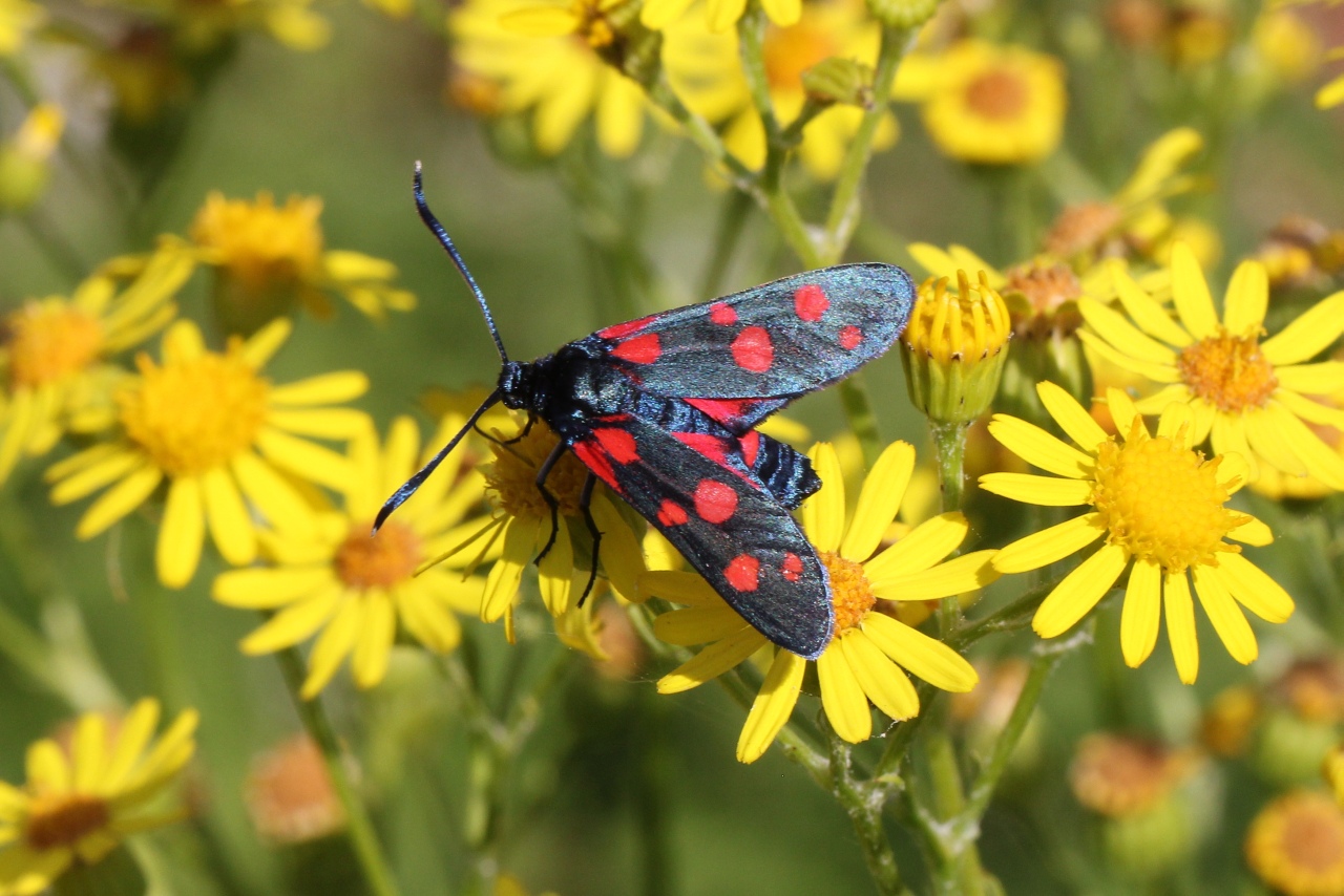 Zygaena ephialtes (Linnaeus, 1767) - Zygène de la Coronille