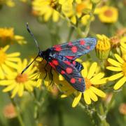 Zygaena ephialtes (Linnaeus, 1767) - Zygène de la Coronille