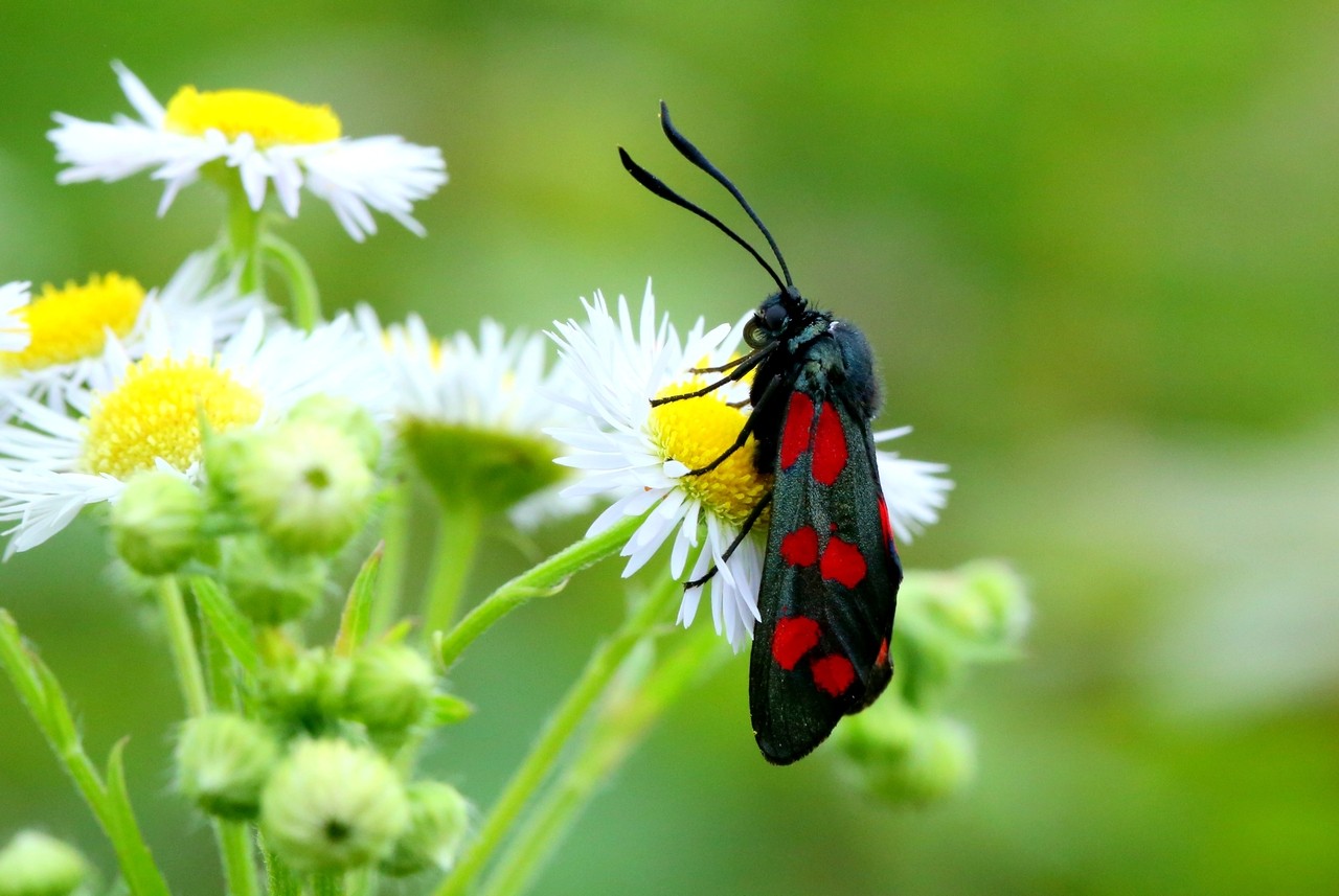 Zygaena filipendulae (Linnaeus, 1758) - Zygène du Pied-de-Poule, Zygène de la Filipendule