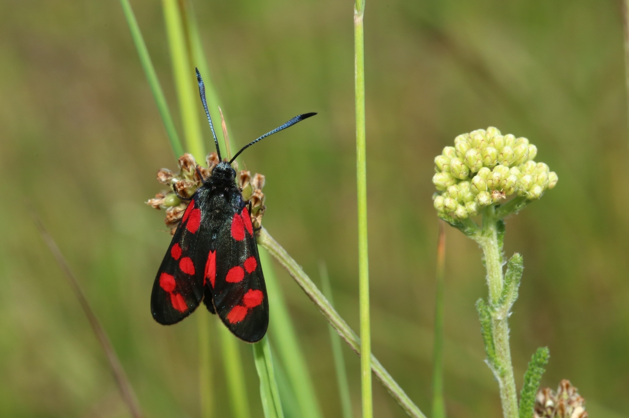 Zygaena filipendulae (Linnaeus, 1758) - Zygène du Pied-de-Poule, Zygène de la Filipendule