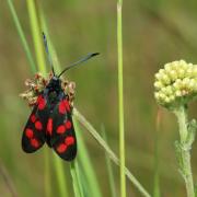 Zygaena filipendulae (Linnaeus, 1758) - Zygène du Pied-de-Poule, Zygène de la Filipendule