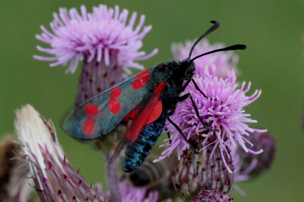 Zygaena filipendulae (Linnaeus, 1758) - Zygène du Pied-de-Poule, Zygène de la Filipendule