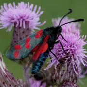 Zygaena filipendulae (Linnaeus, 1758) - Zygène du Pied-de-Poule, Zygène de la Filipendule