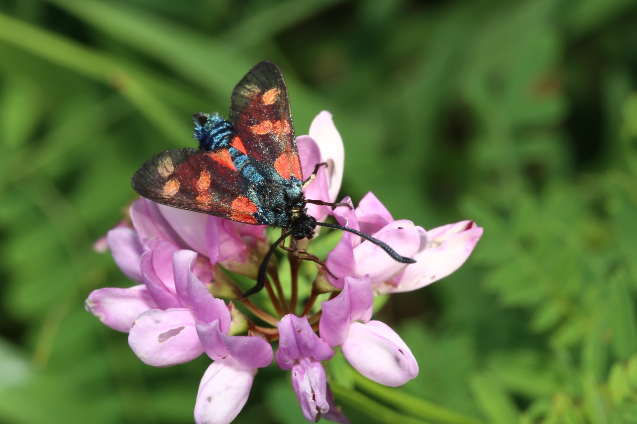 Zygaena filipendulae (Linnaeus, 1758) - Zygène du Pied-de-Poule, Zygène de la Filipendule