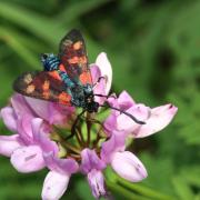 Zygaena filipendulae (Linnaeus, 1758) - Zygène du Pied-de-Poule, Zygène de la Filipendule