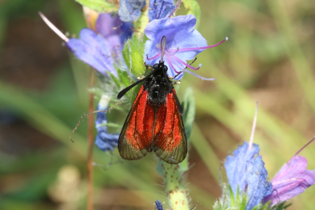 Zygaena minos/purpuralis