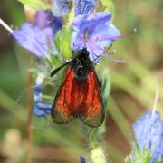 Zygaena minos/purpuralis